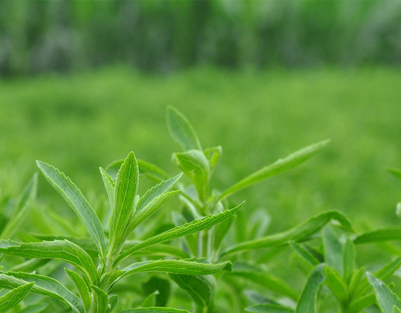 【长城新媒体】曲周凭什么能“点草成金”？